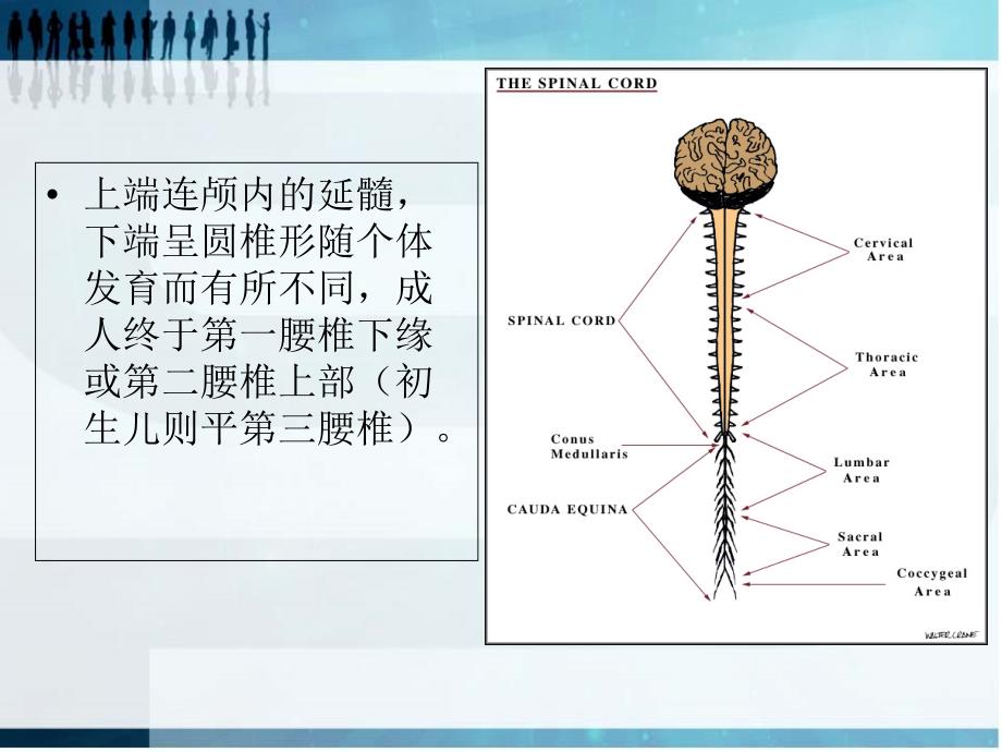 脊髓胸腰段损伤完整版_第4页