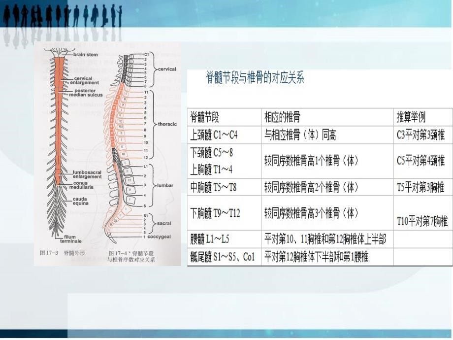 脊髓胸腰段损伤完整版_第5页