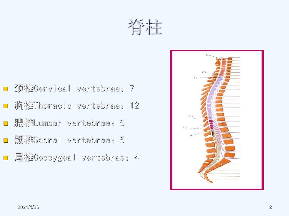 脊柱检查_第2页