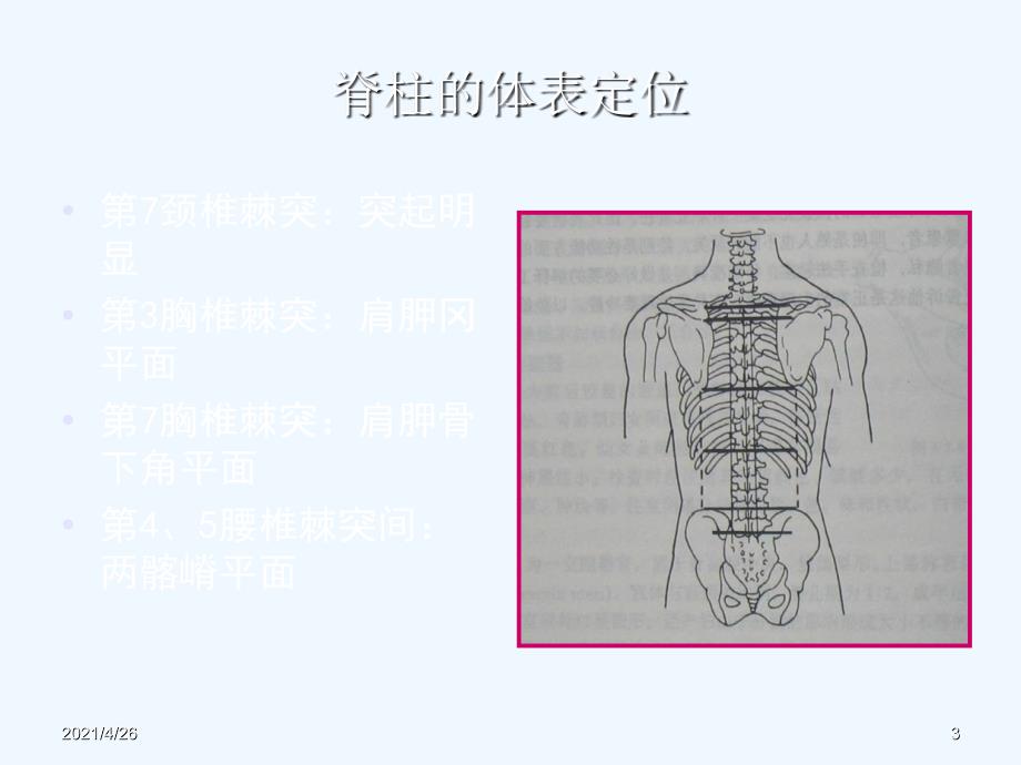 脊柱检查_第3页