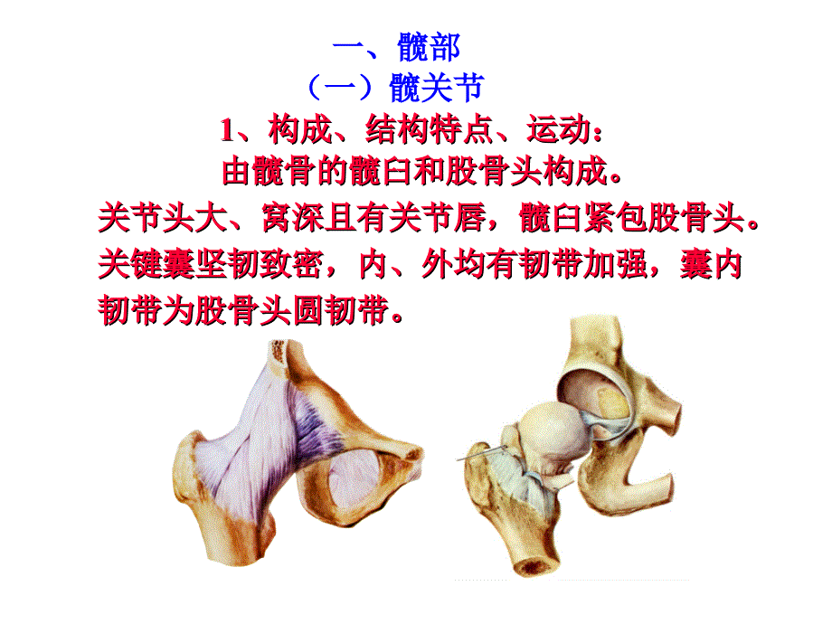 人体断层与影像解剖学：下肢的应用和断面解剖_第2页