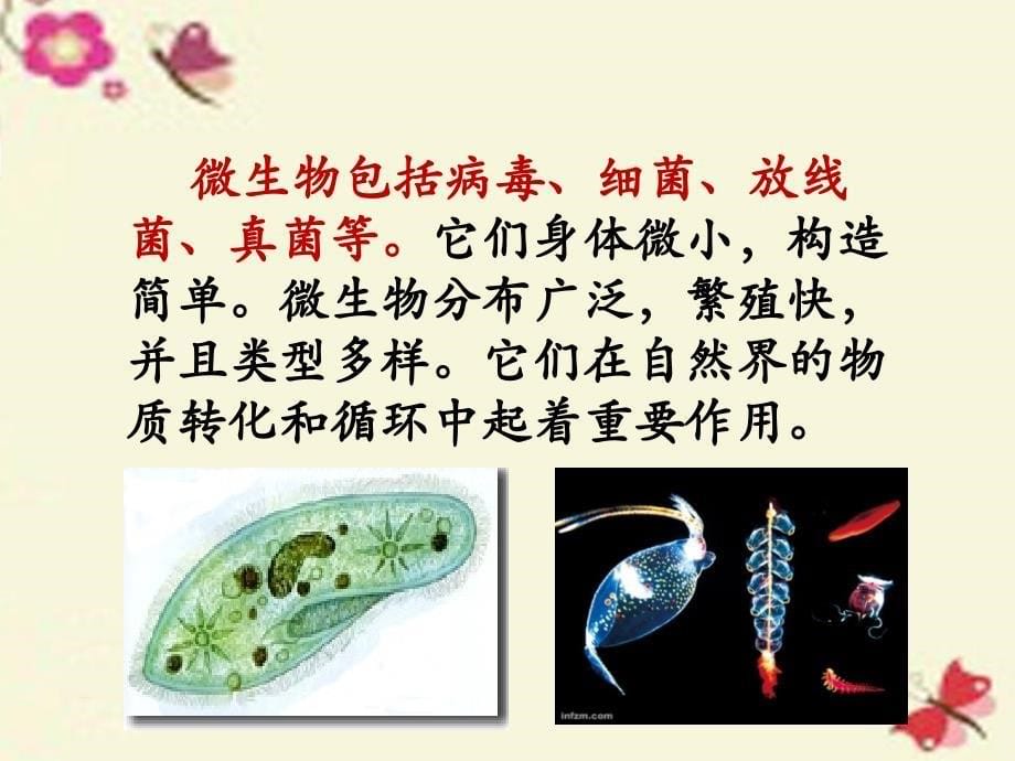 寻找微生物学习课件_第5页