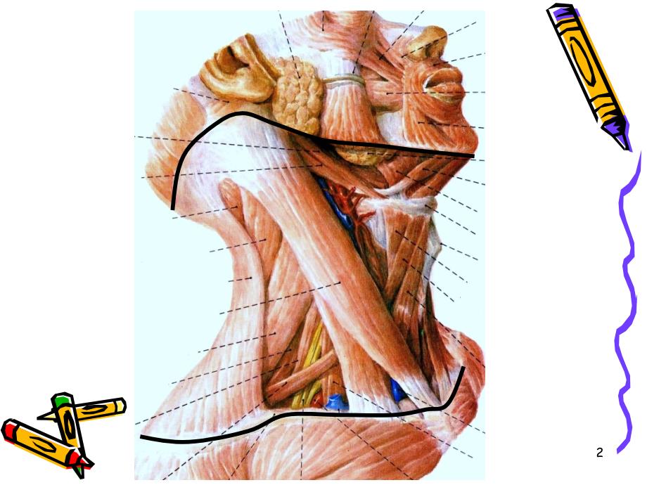 颈部淋巴结分区经典图示版_第2页