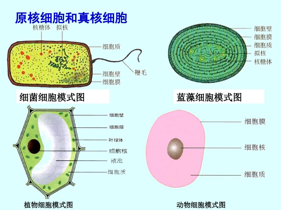 高一生物必修一细胞多样性和统一性改_第4页