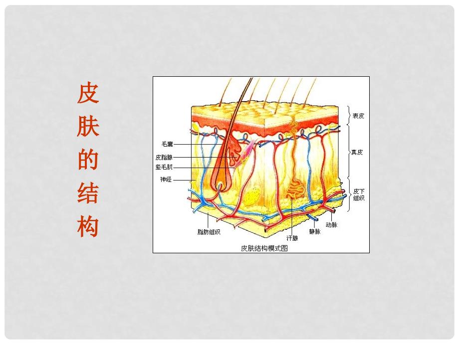 辽宁省鞍山市千山区甘泉初级中学七年级生物下册《皮肤》课件 北师大版_第3页