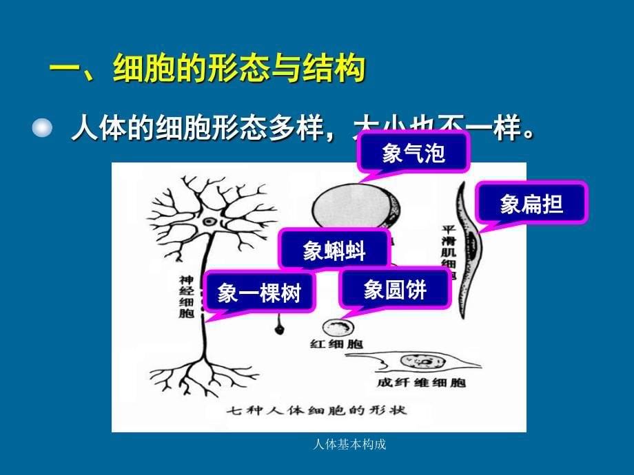 人体基本构成课件_第5页