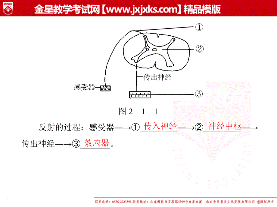 21通过神经系统的调节课件新人教版必修3PPT课件_第3页