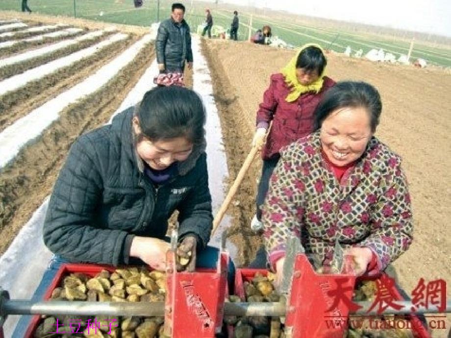 人教版小学三年级科学下册3.1土壤里有什么课件_第3页