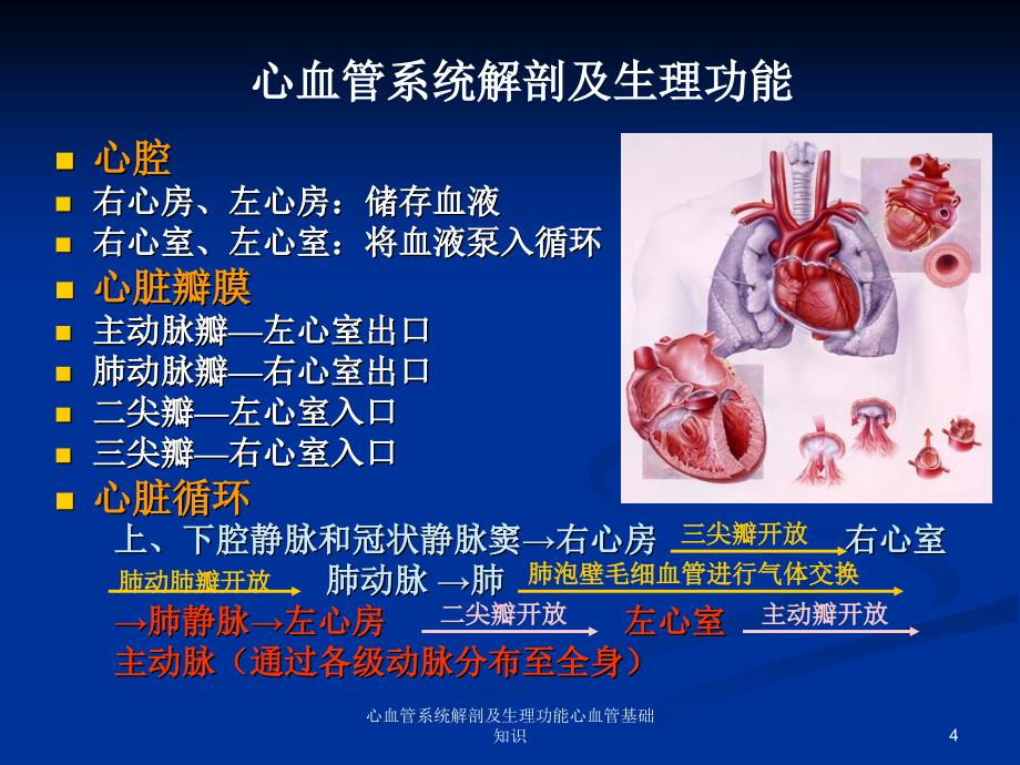 心血管系统解剖及生理功能心血管基础知识课件_第4页