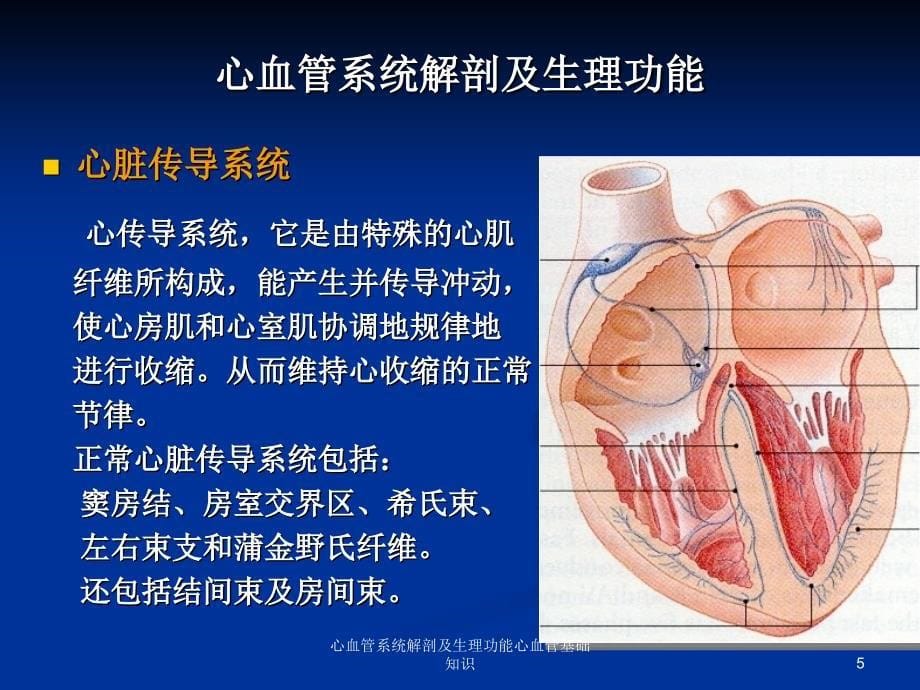 心血管系统解剖及生理功能心血管基础知识课件_第5页