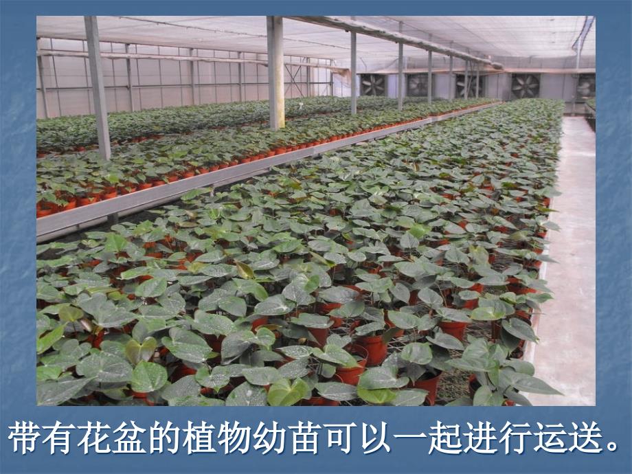 移载植物苗学习课件_第3页