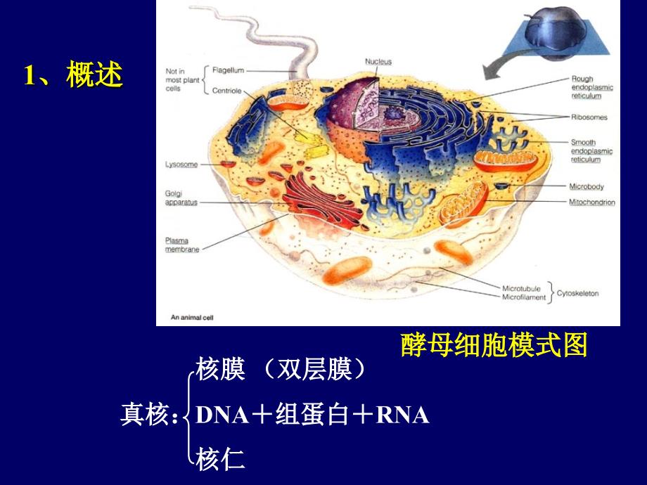 利用酵母菌生产蛋白质_第2页