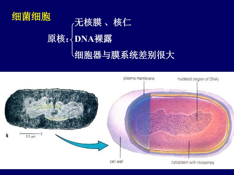 利用酵母菌生产蛋白质_第3页