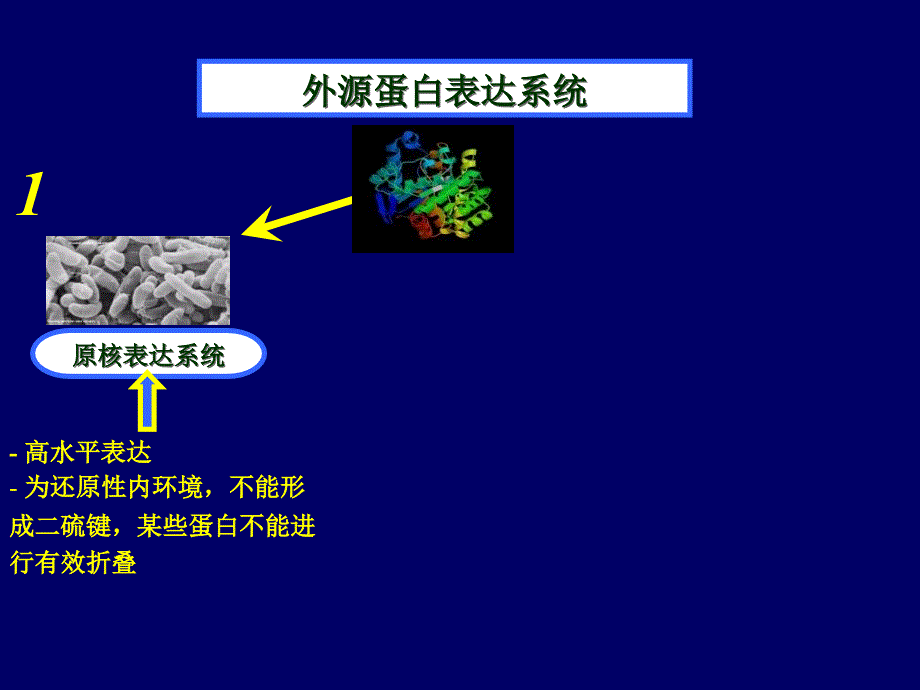 利用酵母菌生产蛋白质_第4页