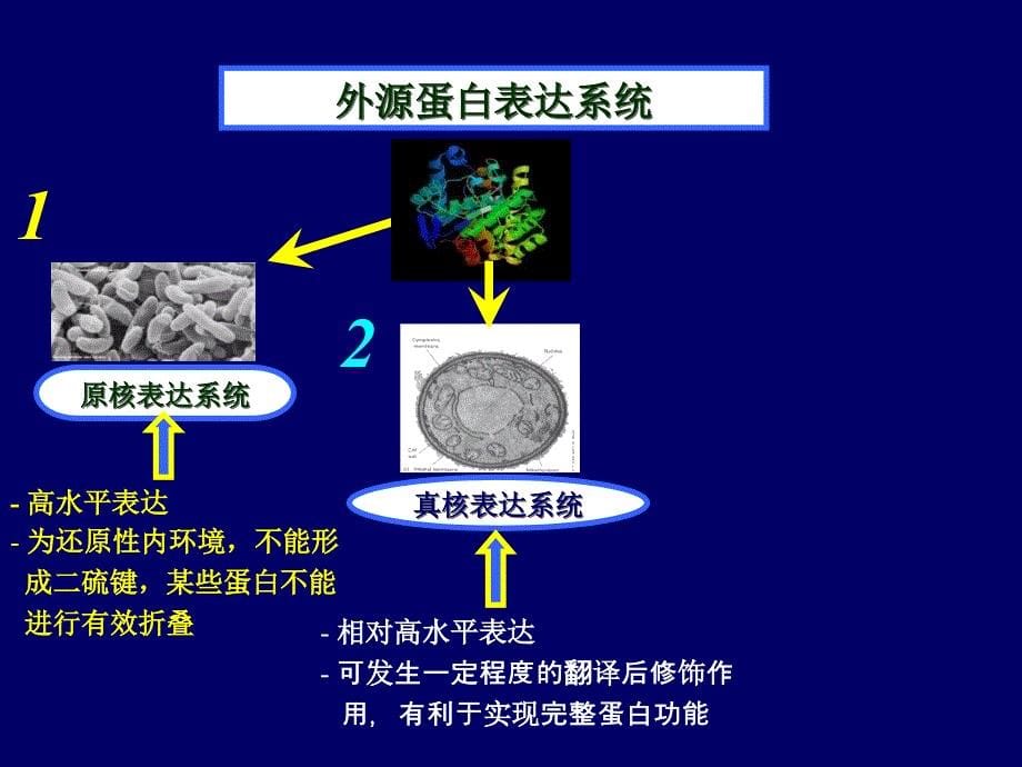 利用酵母菌生产蛋白质_第5页