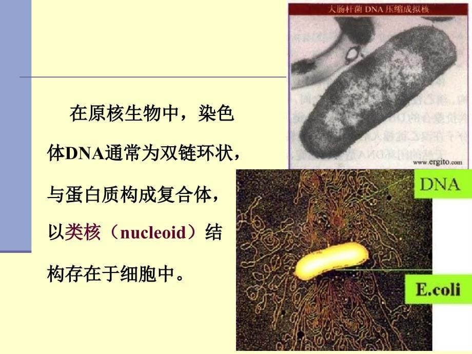 分子生物学基因的结构和功能.ppt_第5页