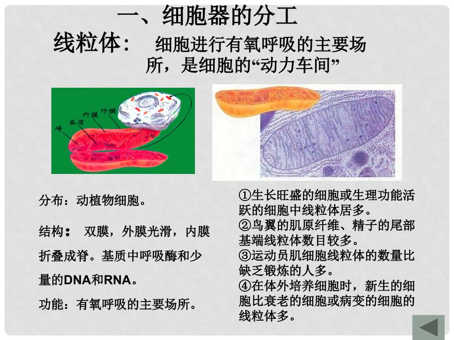 贵州省遵义市高一生物 细胞器—细胞内的分工合作课件_第3页