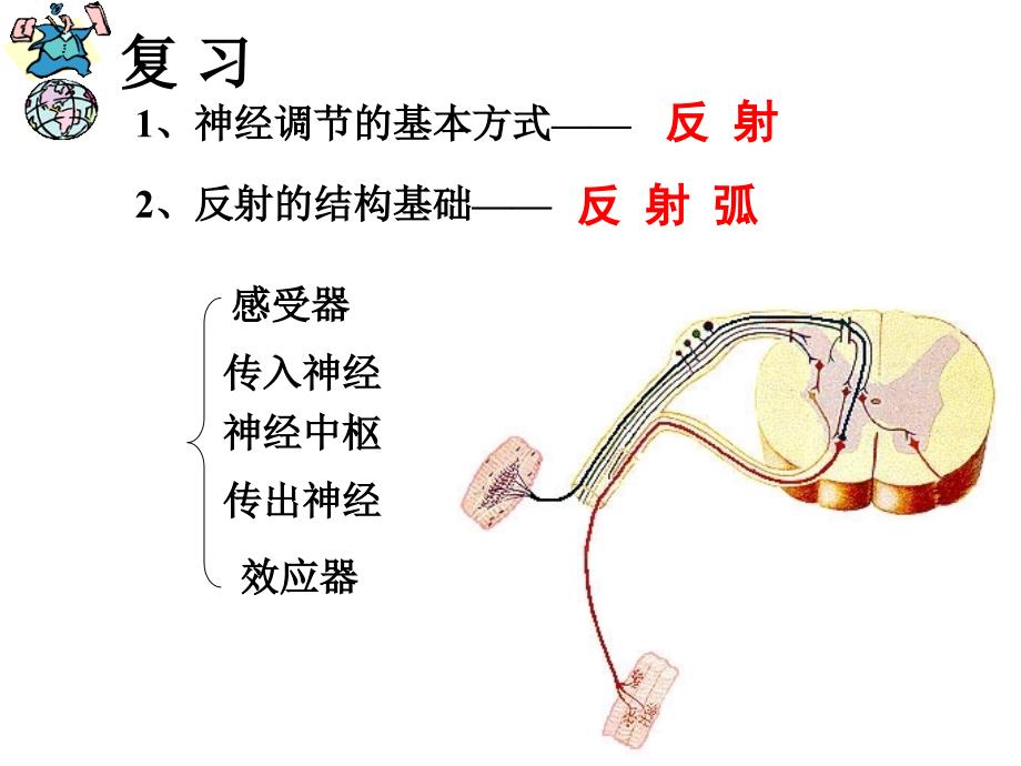 人体的激素调节_第1页