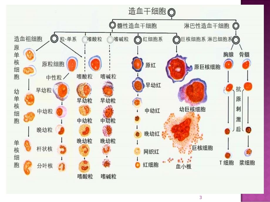 血液科疾病常见症状护理ppt课件_第3页