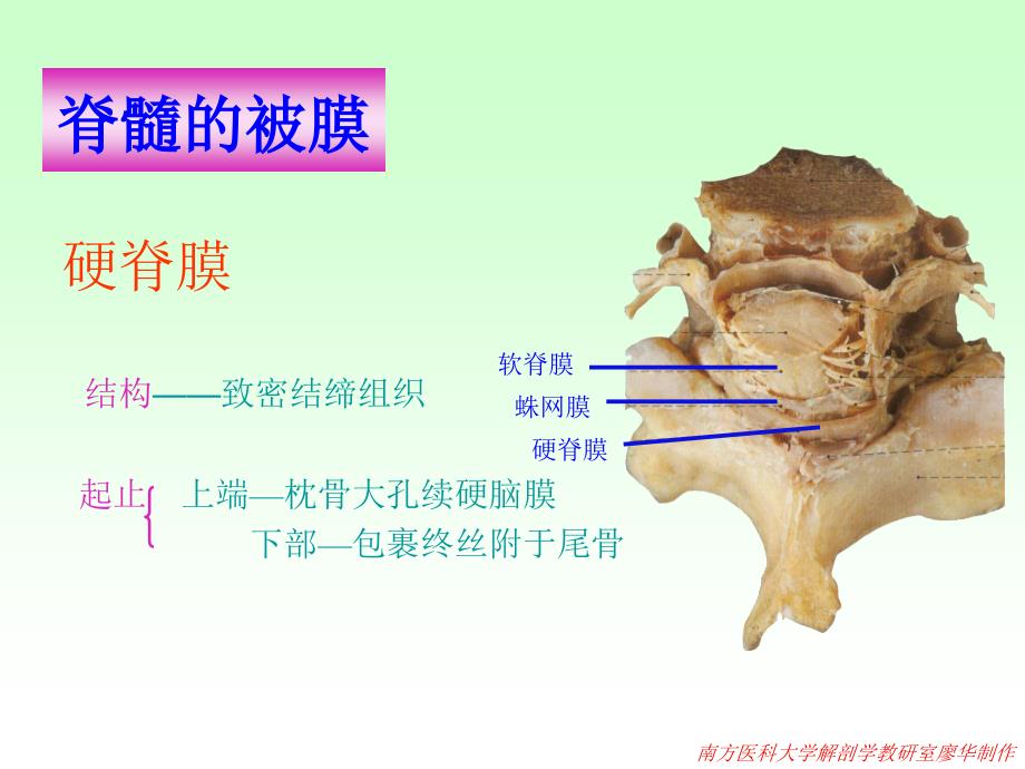 系统解剖学：脑脊髓被膜血管脑脊液循环_第2页