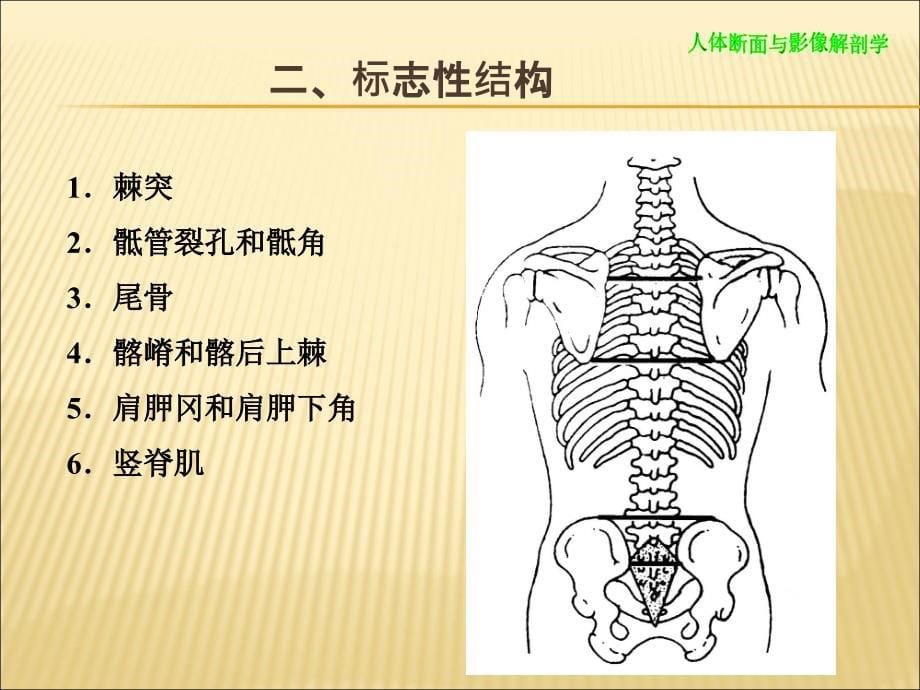 断层解剖脊柱区_第5页