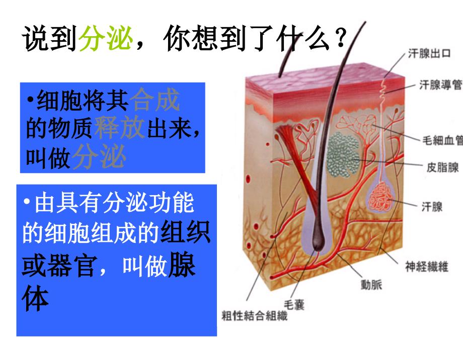 人体的激素调节2_第3页