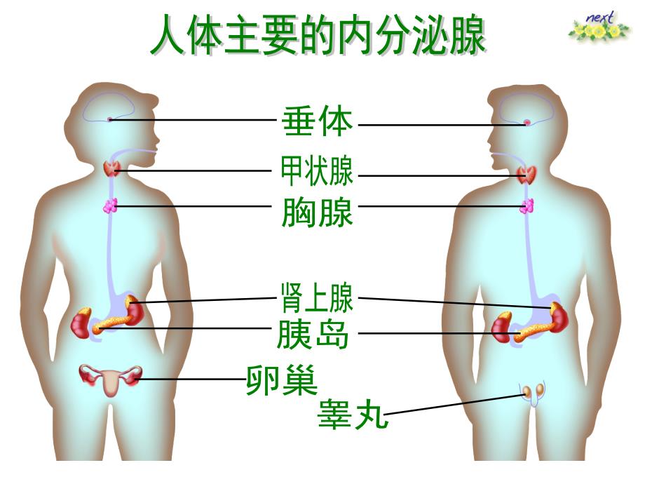 人体的激素调节2_第4页