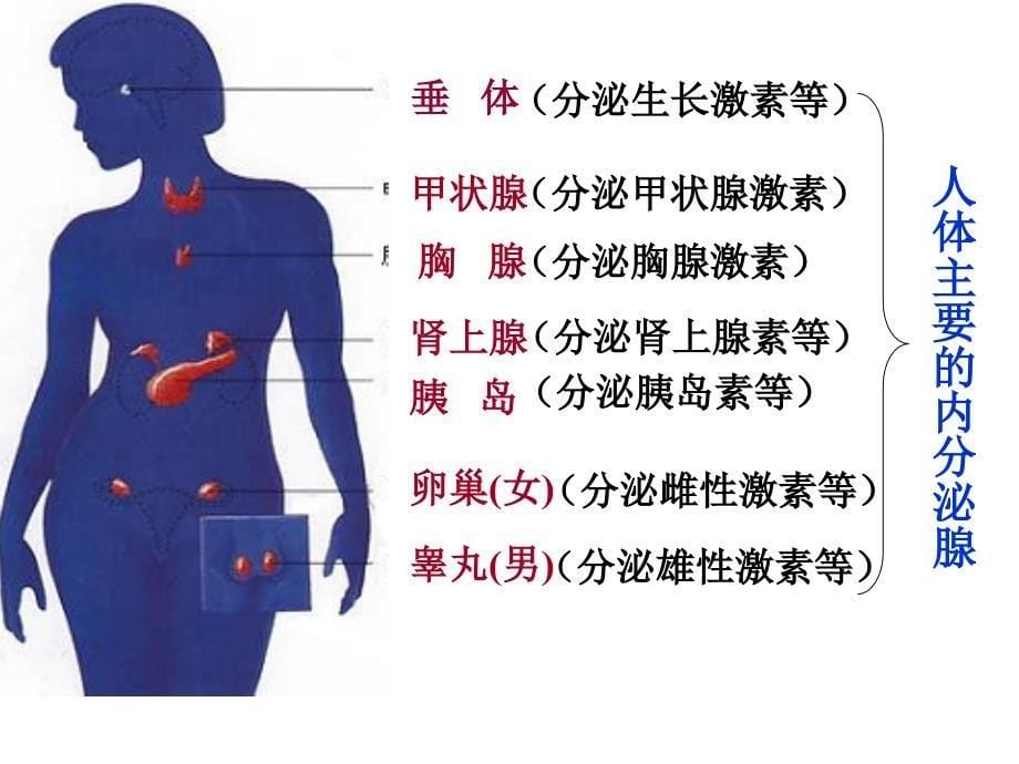 人体的激素调节2_第5页