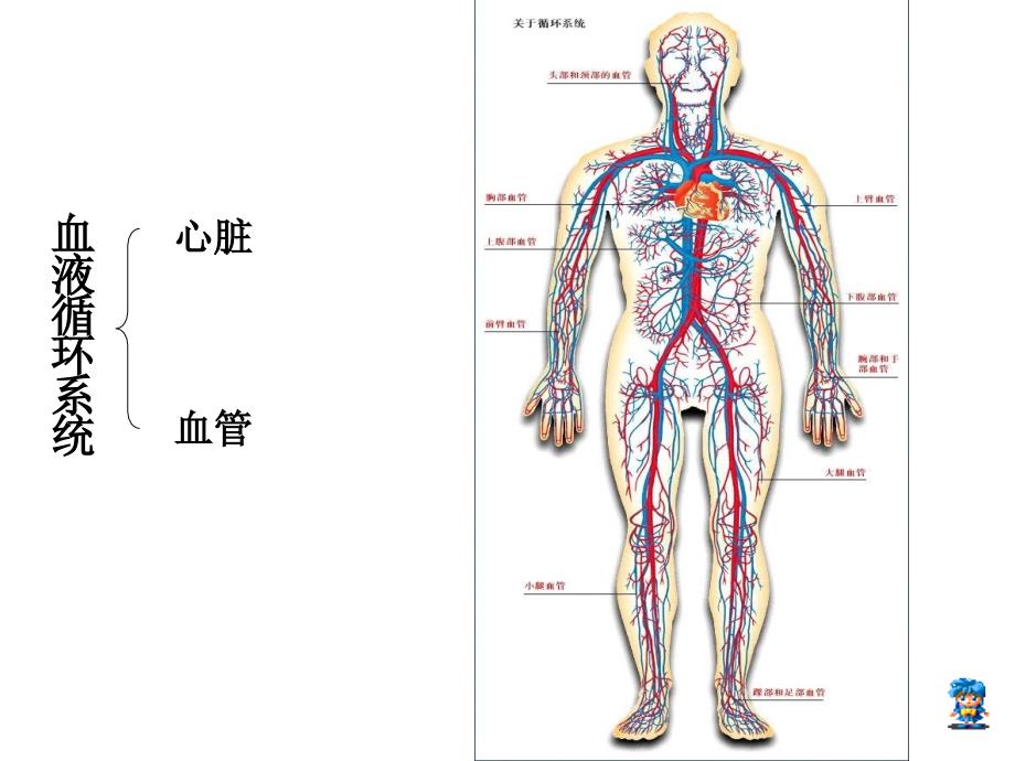 人体内的物质运输第节血液_第2页