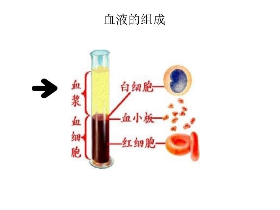 人体内的物质运输第节血液_第5页