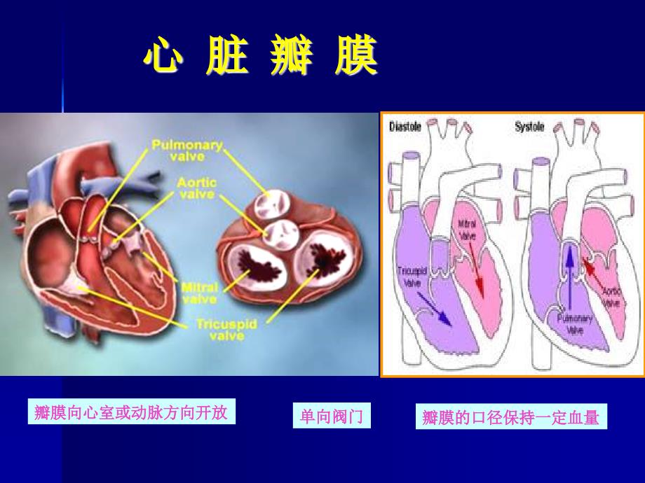 《尖瓣狭窄》PPT课件_第3页