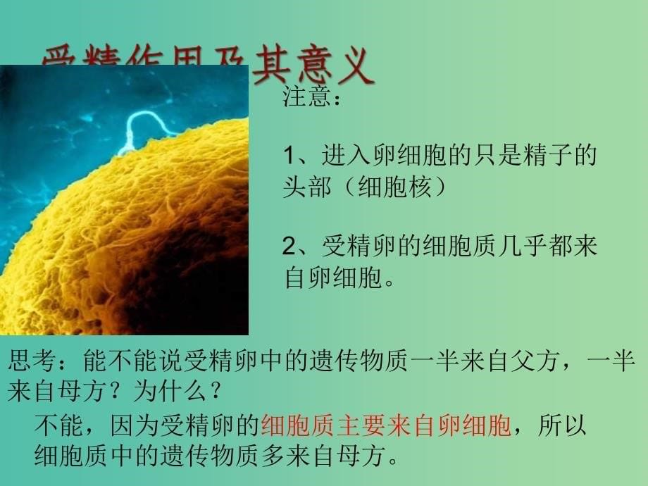 高中生物 2.2 有性生殖课件 苏教版必修2.ppt_第5页