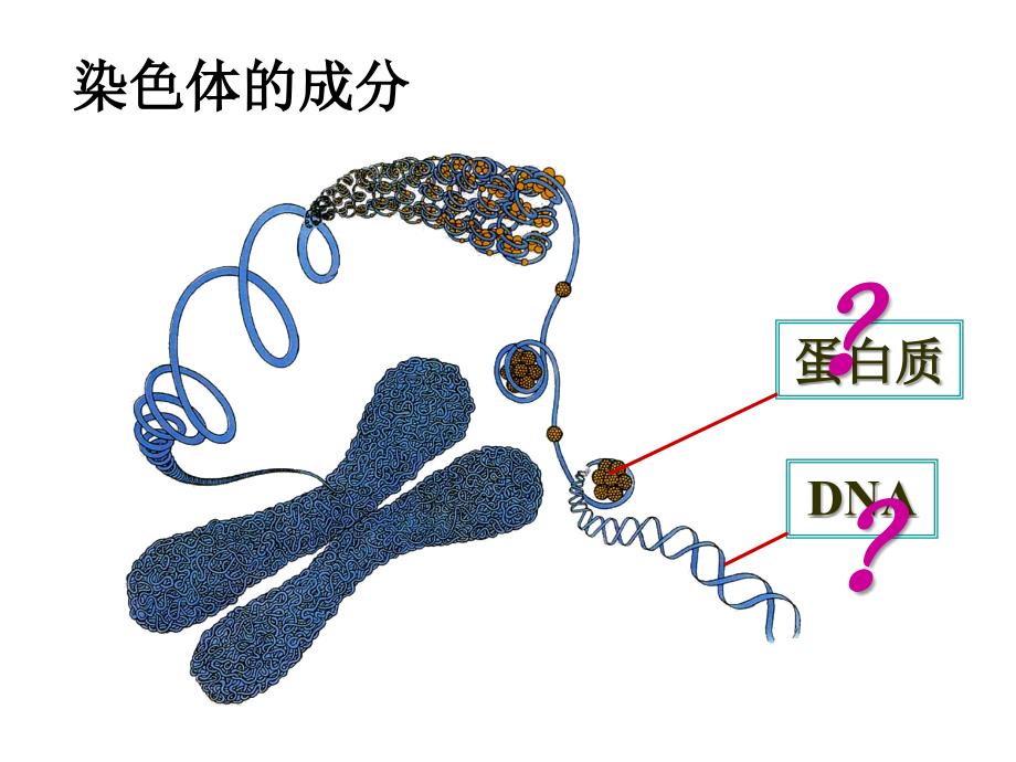 必修二301DNA是主要的遗传物质1_第2页