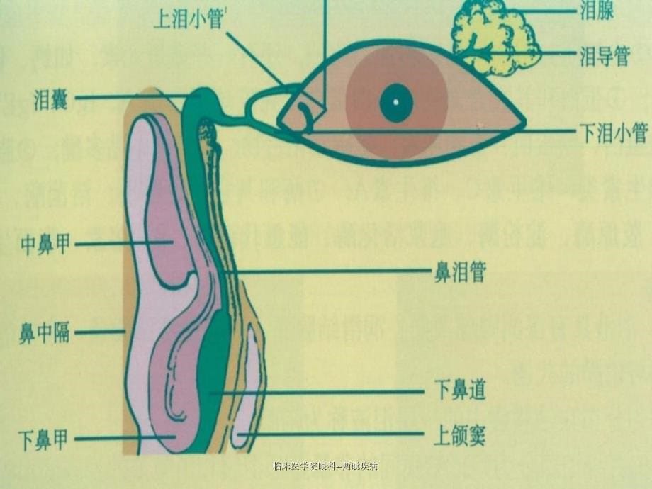 临床医学院眼科两眦疾病课件_第5页