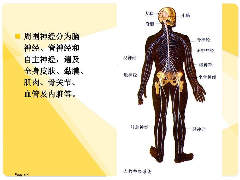 周围神经损伤沐风教育_第4页