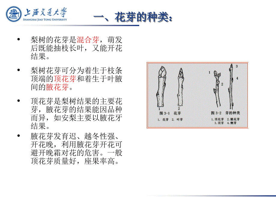 梨树花芽分化及促进技术.ppt_第3页