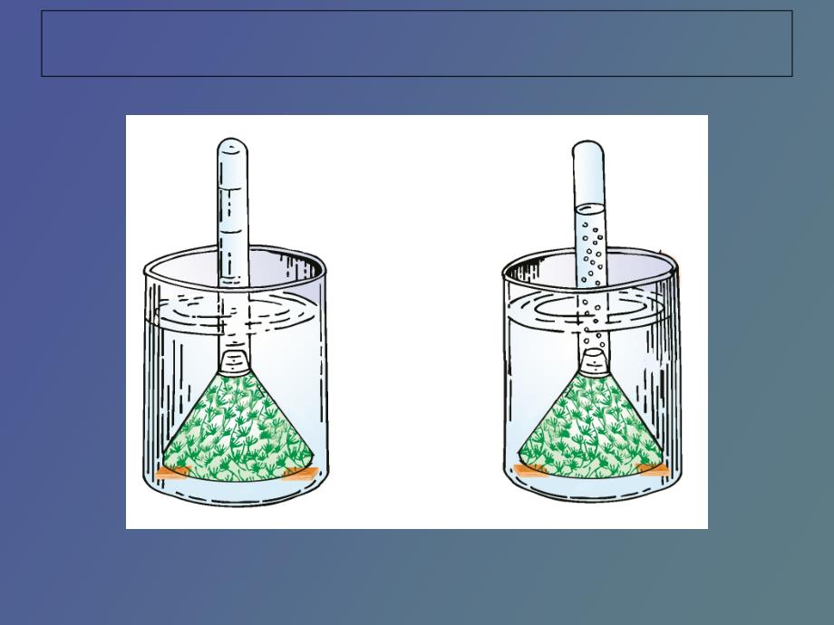 探索光合作用第二课时_第3页