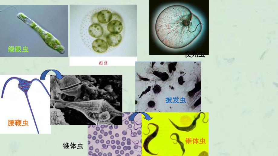 原生动物门Protozoa课件_第3页