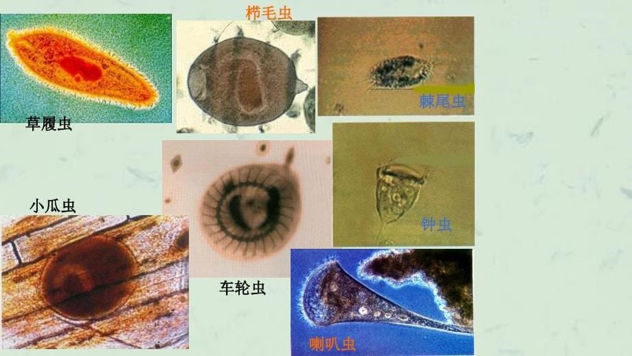 原生动物门Protozoa课件_第5页