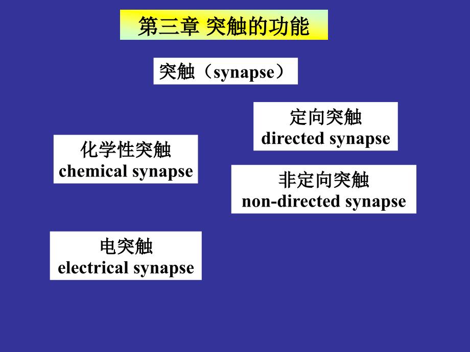 神经生物学 3突触的功能_第1页