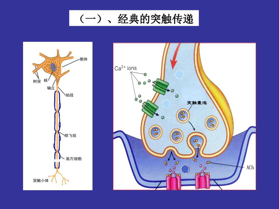 神经生物学 3突触的功能_第2页