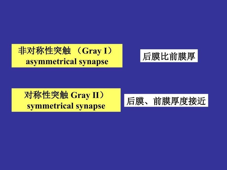 神经生物学 3突触的功能_第5页