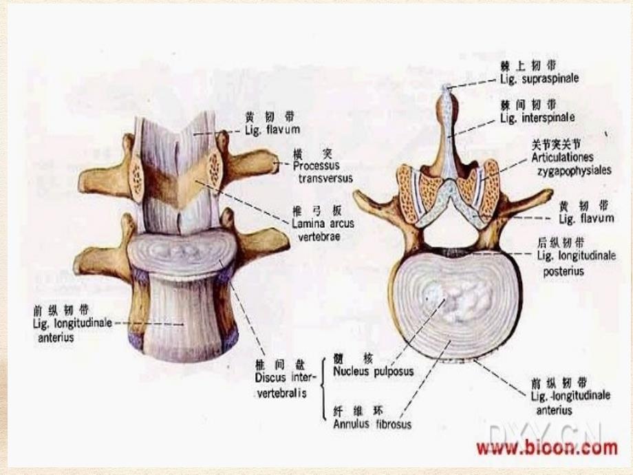 腰椎间盘突出症的康复治疗_第3页