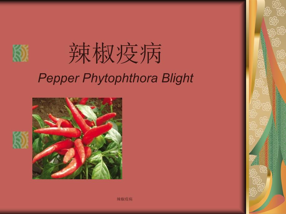 辣椒疫病课件_第1页