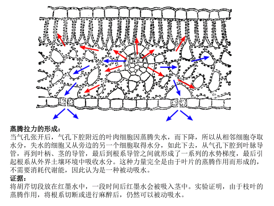 植物生理学：试题解析_第3页