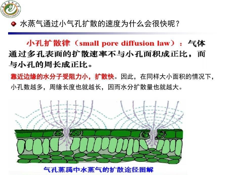 植物生理学：试题解析_第5页