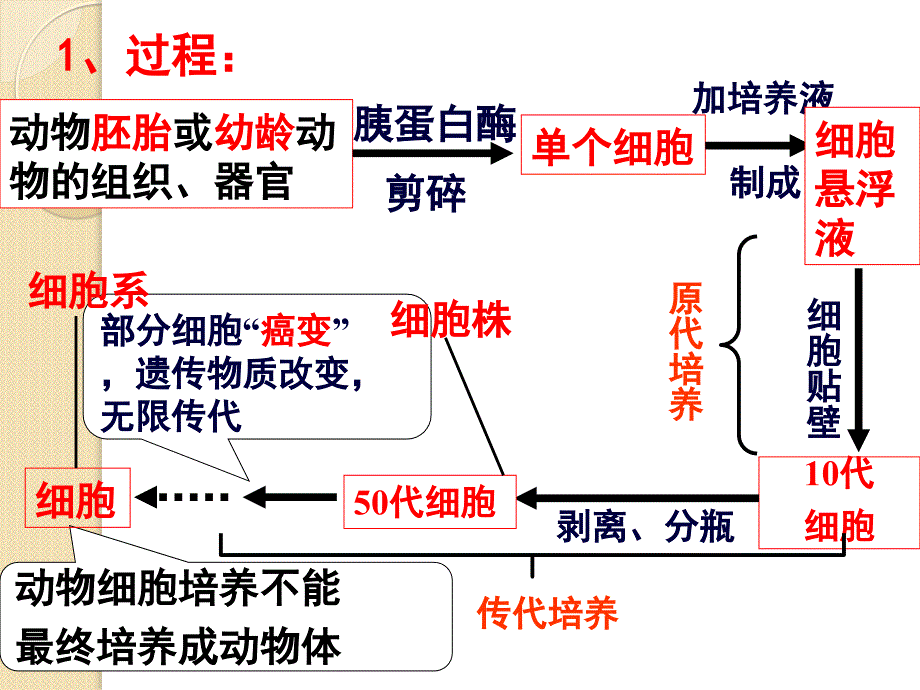 生物：2.2动物细胞工程复习课件(新人教版选修3)_第3页