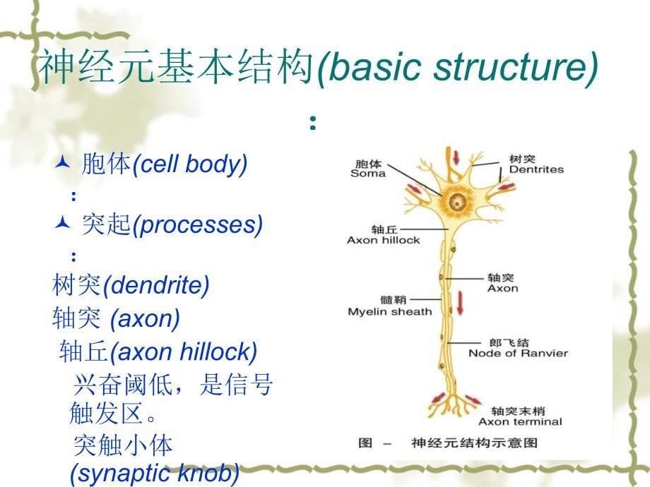 神经细胞生理PPT课件_第5页