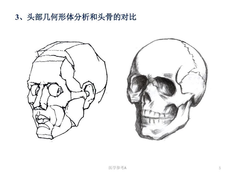 素描头像结构分析(自编)【参考仅供】_第5页