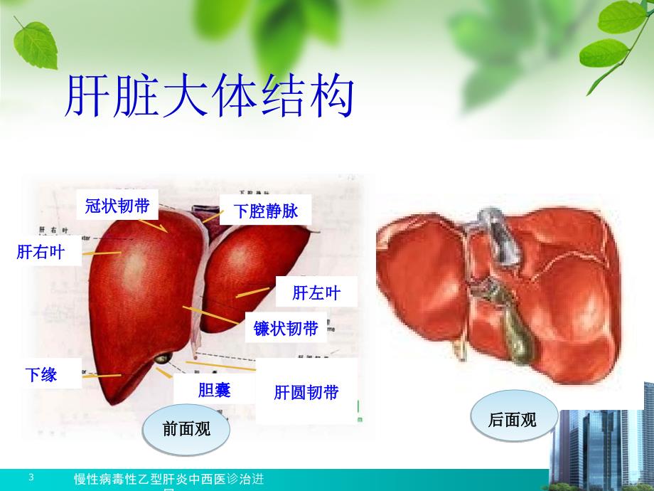 慢性病毒性乙型肝炎中西医诊治进展课件_第3页